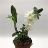Dendrobium Angel Baby Love Pocket 